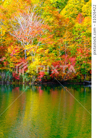 Autumn leaves of Kamike 81026422