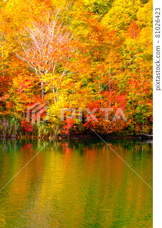 Autumn leaves of Kamike Autumn leaves of Kamike 81026423