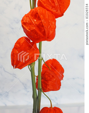 A red physalis like a lantern that is displayed as a Buddha flower on a tray A red physalis like a lantern that is displayed as a Buddha flower on a tray 81026554