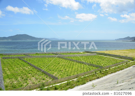 2021 Summer scenery of Takata Matsubara 2021 Summer scenery of Takata Matsubara 81027096