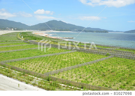 2021 Summer scenery of Takata Matsubara 2021 Summer scenery of Takata Matsubara 81027098