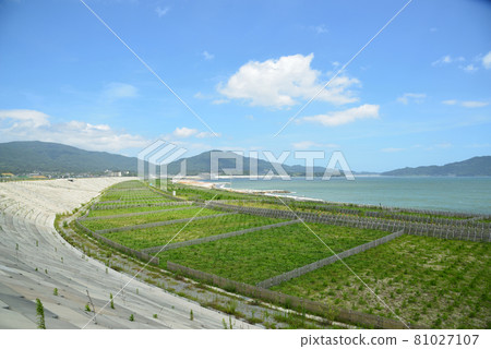 2021 Summer scenery of Takata Matsubara 2021 Summer scenery of Takata Matsubara 81027107