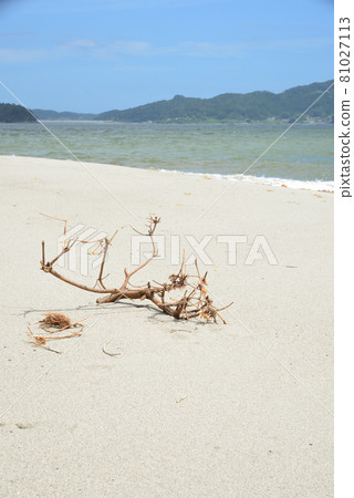 夏季高田松原的沙灘和浮木 81027113