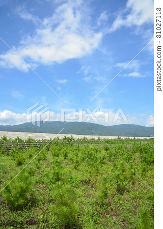 2021年夏季高田松原松樹植樹造海堤 81027118