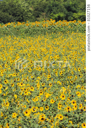 Sunflower Sunfinity Akeno Sunflower Field 81027156