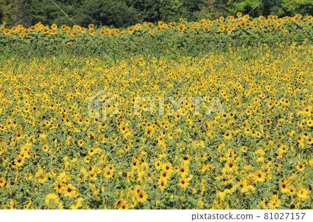 Sunflower Sunfinity Akeno Sunflower Field 81027157