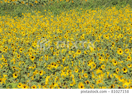 Sunflower Sunfinity Akeno Sunflower Field 81027158