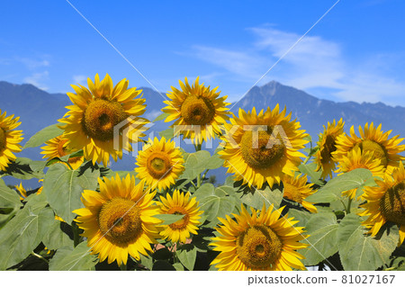 向日葵與南阿爾卑斯明野向日葵田 向日葵與南阿爾卑斯明野向日葵田 81027167