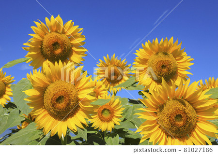 Sunflower and blue sky Akeno sunflower field 81027186