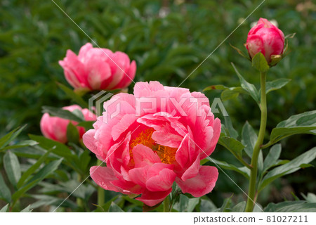 Pink peony Pink peony 81027211
