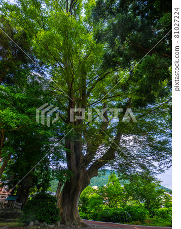 Large zelkova tree with fresh green (Kami Suwa Shrine, Yahiko Village, Niigata Prefecture) Large zelkova tree with fresh green (Kami Suwa Shrine, Yahiko Village, Niigata Prefecture) 81027224