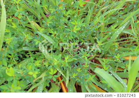 Raindrops and grass Raindrops and grass 81027243