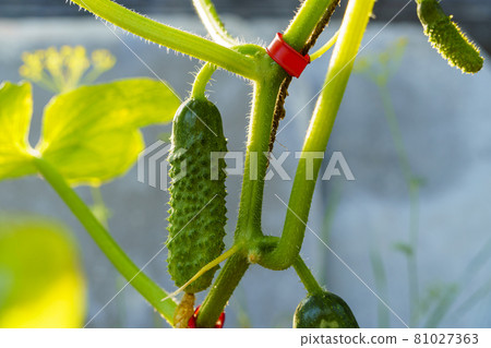 Cucumber grows on cucumber bush in greenhouse at farm 81027363