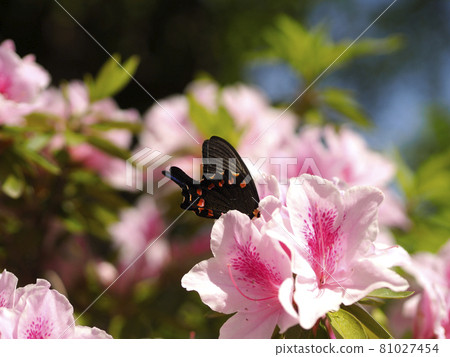 吮杜鵑花花蜜的中國孔雀蝴蝶 吮杜鵑花花蜜的中國孔雀蝴蝶 81027454