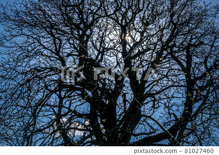 Tree top against blue sky, Detailed of tree branches in the garden in London. Tree top against blue sky, Detailed of tree branches in the garden in London. 81027460