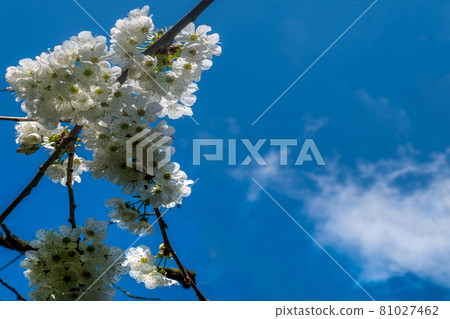 Spring flower backgrounds. small white cherry or plum blossom blurred. Spring flower backgrounds. small white cherry or plum blossom blurred. 81027462