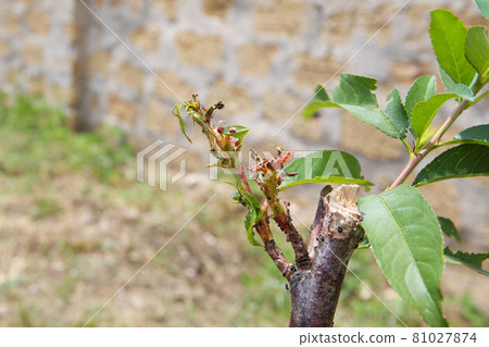 Peach leaves are affected by fungus. Concept of diseases and pests on tree. Peach leaves are affected by fungus. Concept of diseases and pests on tree. 81027874
