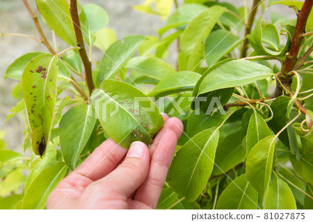 Pear leaves are affected by gall mite. Concept of diseases and pests on tree. 81027875