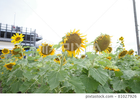 日本夏末垂死的向日葵 81027926
