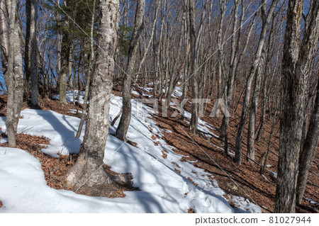 初冬的奧多摩淺間嶺瞄準高之洲山 81027944
