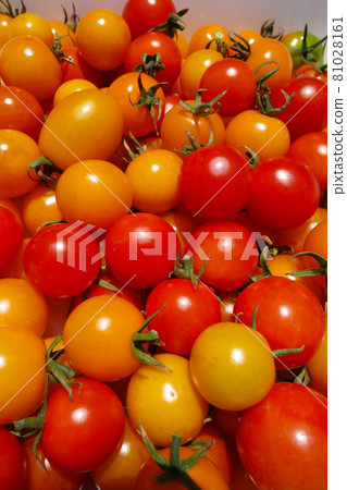 Mini tomatoes popular in the vegetable garden Freshly picked colorful mini tomatoes 81028161