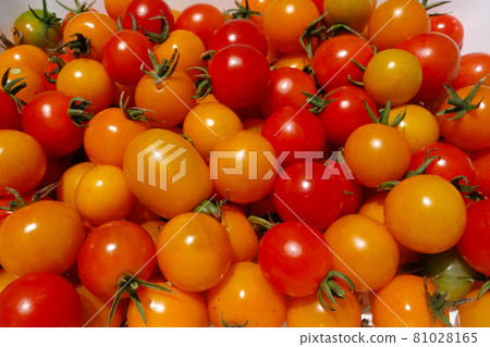 菜園裡流行的迷你西紅柿 新鮮採摘的彩色迷你西紅柿 81028165