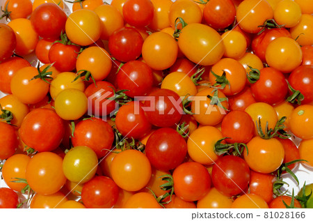 A lot of fresh and colorful cherry tomatoes A lot of fresh and colorful cherry tomatoes 81028166