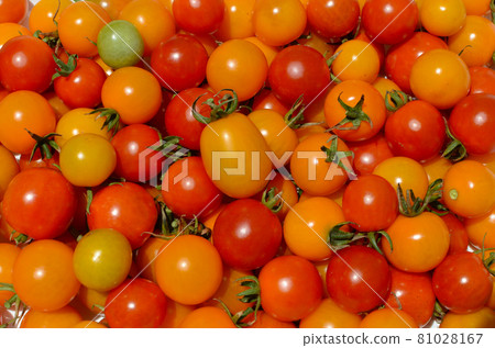 菜園裡流行的迷你西紅柿 新鮮採摘的彩色迷你西紅柿 81028167