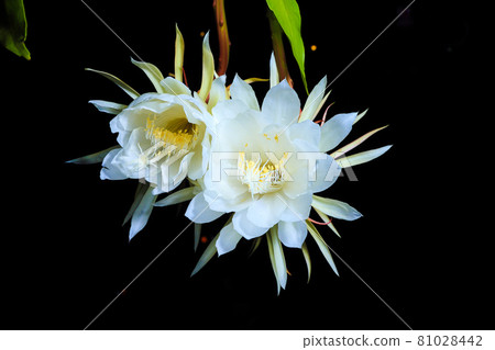 Epiphany Epiphany 81028442