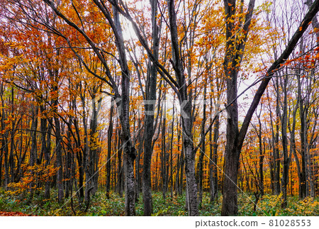 Kayano Kogen (Kayano Chaya) on Mt. Hakkoda, along National Highway 103, also known as the Hakkoda / Towada Gold Line 81028553