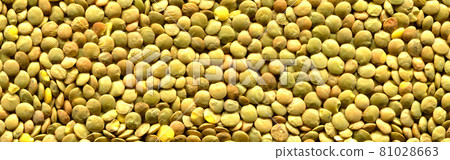 Fresh organic green lentil grains raw texture, uncooked lentil background 81028663