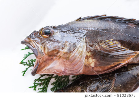 Fresh scorpion fish (gashira) Fresh scorpion fish (gashira) 81028673