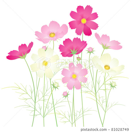 Colorful Cosmos Flowers Autumn Cherry Blossoms [Mix] 81028749
