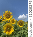 Sunflower 81029276