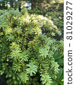 Moss 81029277