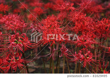 Cluster amaryllis lined up in bright red Cluster amaryllis lined up in bright red 81029495