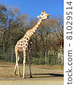 Giraffe  81029514