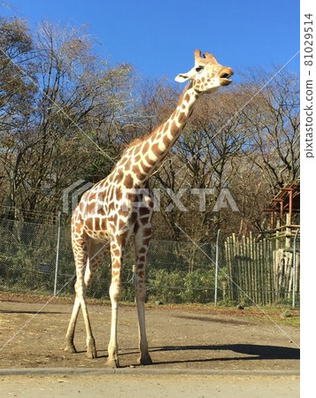 Giraffe  81029514