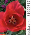 Tulip 81029517