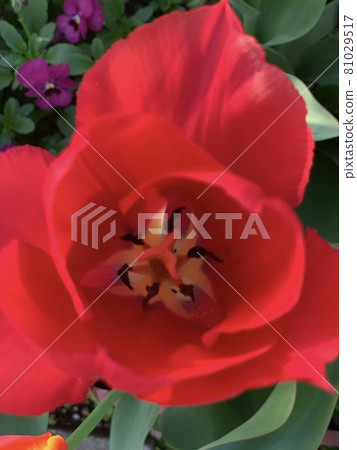 Tulip 81029517