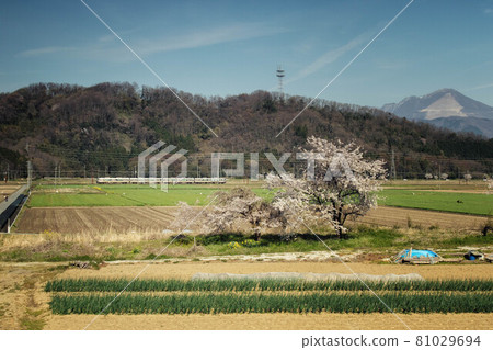 滋賀縣名峰伊吹山和櫻花盛開的田園風光 81029694