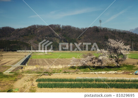 春天的風景與櫻花在農村和鐵路 81029695
