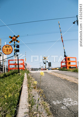 Scenery where you can see rape blossoms and railroad crossings by the roadside Scenery where you can see rape blossoms and railroad crossings by the roadside 81029843