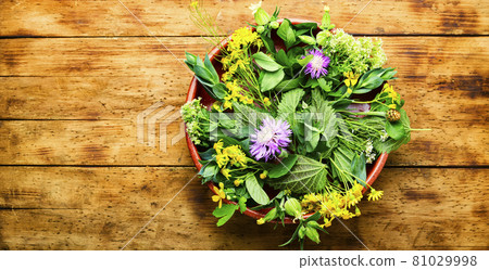 Natural medicine,fresh herbs on wooden table Natural medicine,fresh herbs on wooden table 81029998
