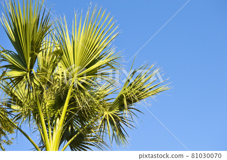 Beautiful palm tree leaves under blue sky 81030070