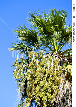 Beautiful palm tree leaves under blue sky Beautiful palm tree leaves under blue sky 81030071
