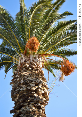Beautiful palm tree leaves under blue sky 81030073