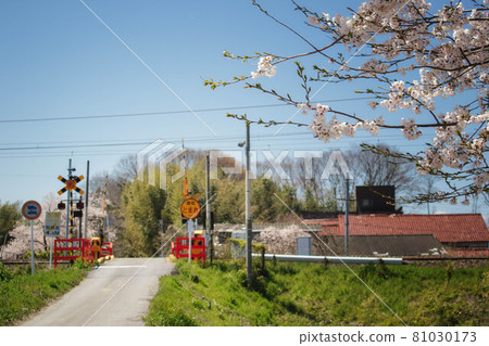 櫻花和鐵路道口的鄉村風景 81030173