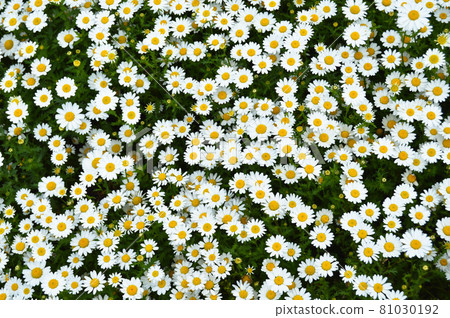 Daisy with yellow and white grown in its natural environment Daisy with yellow and white grown in its natural environment 81030192