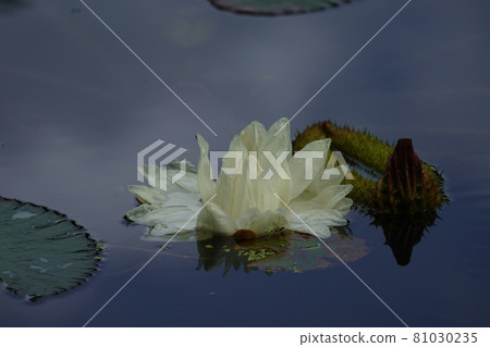 Pure white flowers of the Victoria Amazonica 81030235